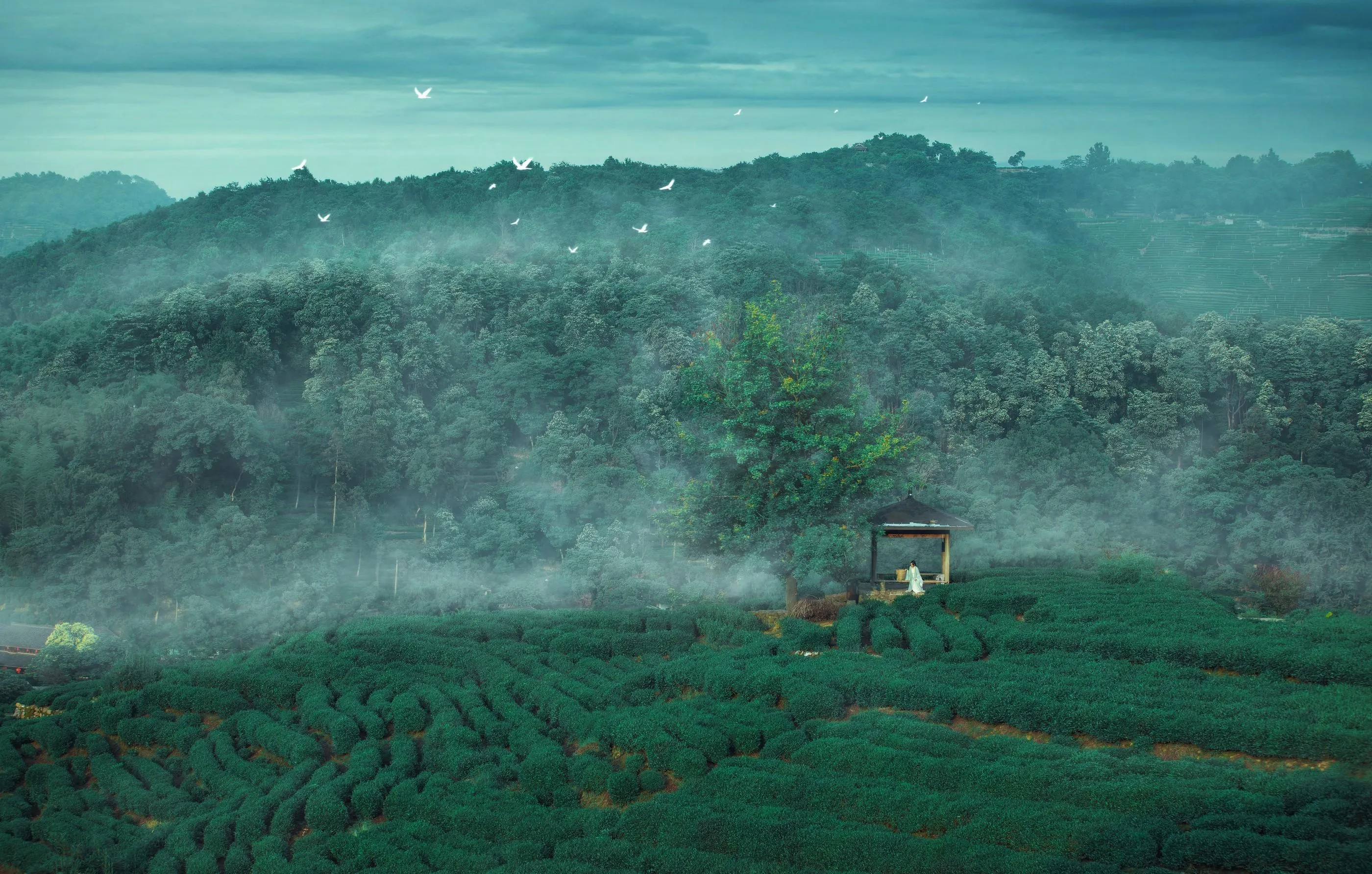 [艺图语] 2022.05.26 茶山 一个白鹿 [32P]插图